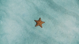 蓝色沙滩中的海星