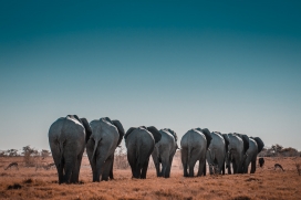 大象群