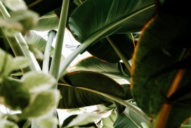绿色鹤望兰植物
