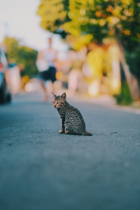 马路中的灰色家猫