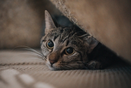 沙发上的可爱的灰猫
