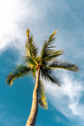 仰拍蓝天下的椰子树