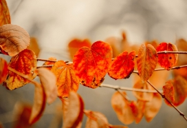 秋季红色的连香树