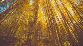 秋季的白桦林森林