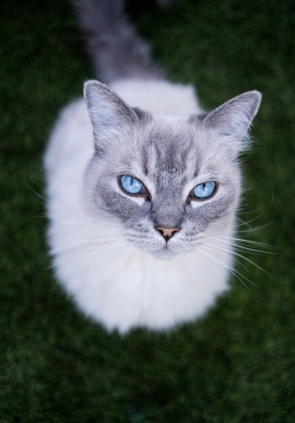 白色蓝眼伯曼猫