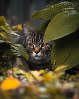 隐藏在树后的豹猫