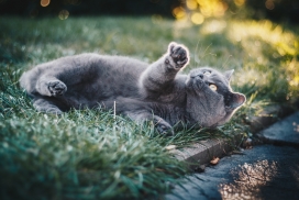 草坪上玩耍的泰国猫