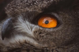 雕鸮鸟眼睛写真