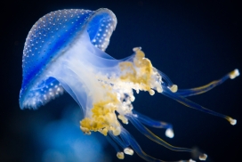 蓝色水母生物