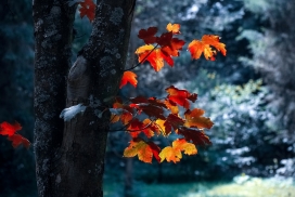 秋季枫树叶