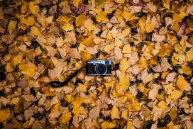 秋季银杏叶中的照相机