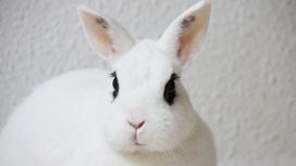 黑眼大白兔
