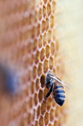 蜂巢穴中的蜜蜂