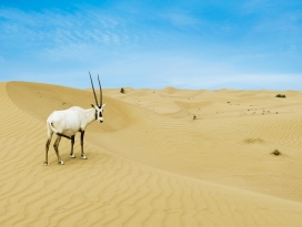 沙漠中的阿拉伯羚羊