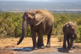 大象妈妈与宝宝