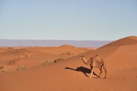游走在沙漠中的骆驼