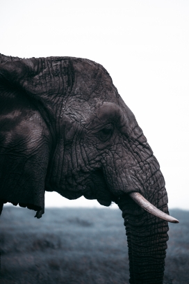 非洲大象写真