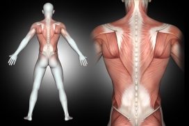 男性背部人体结构图