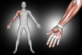 张开手臂的男性人体结构图