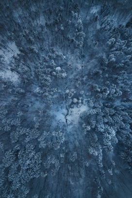 高空俯拍的冬季松树林