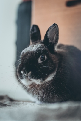 灰色兔子