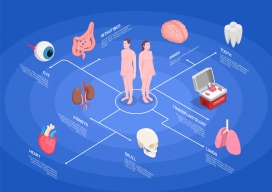 3D人体器官医学结构图