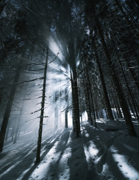 冬季阳光下的森林树木
