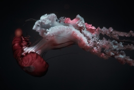游泳的大红水母