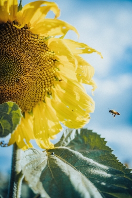 飞向向日葵的小蜜蜂