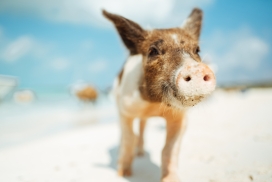 可爱的沙滩猪