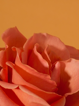 粉红色的牡丹花瓣写真