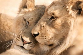 一起休息的亲密狮子