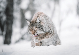 雪中猞猁动物图片