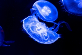 蓝色水母群图片