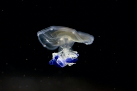 蓝色透明的水母
