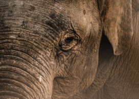 非洲大象图