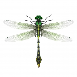 逼真的绿色蜻蜓昆虫素材下载