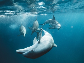 水下嘻戏游泳的海豚
