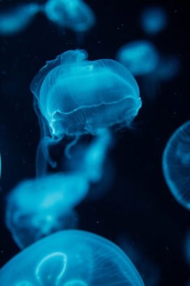 蓝色管状水母图