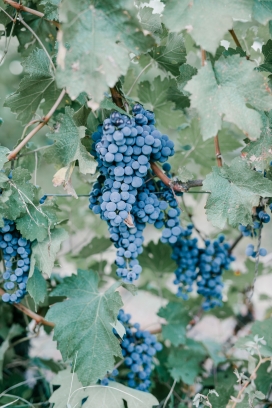 法国蓝色葡萄水果图