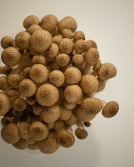 蟹味菇小菌菇蔬菜图