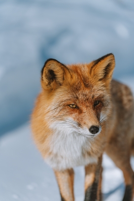 北极狐动物图片 欧莱凯设计网 08php Com