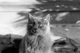 凶猛的猫黑白图片