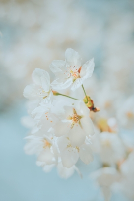 白色梅花花瓣