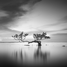 Mangrove-海滩红树林黑白风景图