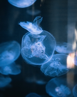透明蓝色水母群图片