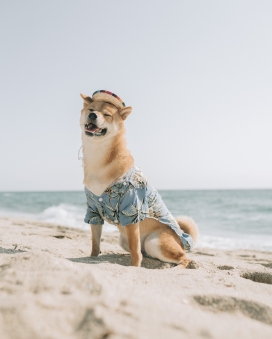 沙滩晒太阳微笑的狗