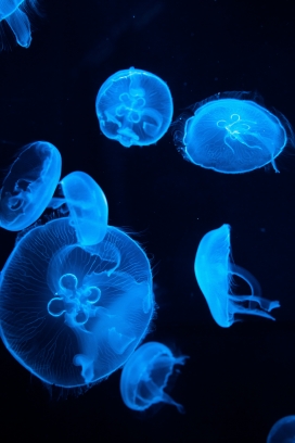 漂亮的蓝色水母群图片