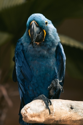 蓝色鹦鹉鸟图片