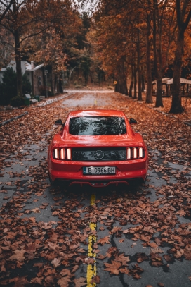 秋天落叶下的红色野马
